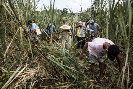 Sockerrörsarbetare på ön Negros som är infekterat av markkonflikter. Majoriteten av de 157 mark- och miljöförsvarare som har dödats sedan sommaren 2016 har mördats på Negros. 