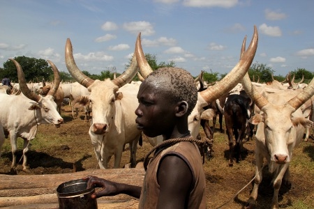 Angelo Waranyang arbetar med boskap i staden Terekeka i Sydsudan. Jordbruket och boskapsskötseln har drabbats hårt av konflikten i landet och hjälporganisationer varnar för svår undernäring bland barn.