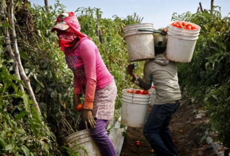 Tonårsflickor skördar tomater i delstaten Sinaloa i norra Mexiko.