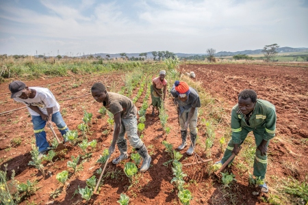 Småjordbrukare i Acturus, Zimbabwe, som tog över jord från en vit lantbrukare i början av 2000-talet.