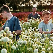 Sommarlov på den belgiska landsbygden.