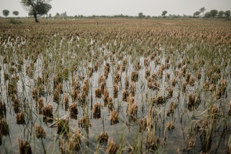 Sindh-provinsen, Pakistans kornbod, har tagit stor skada av översvämningen och marken väntas inte kunna producera fullt ut på flera år till följd av salt som bildats när vattnet dunstat bort och sedan trängt ner i jorden.